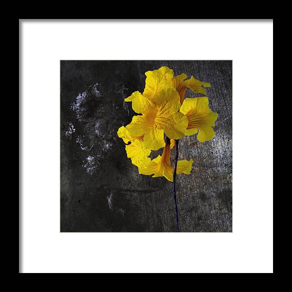 Flower Framed Print featuring the photograph Yellow Trumpet by Skip Nall