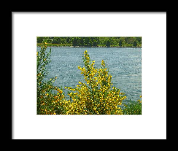 Flowers Framed Print featuring the photograph Yellow Upon The Canal by Bruce Carpenter