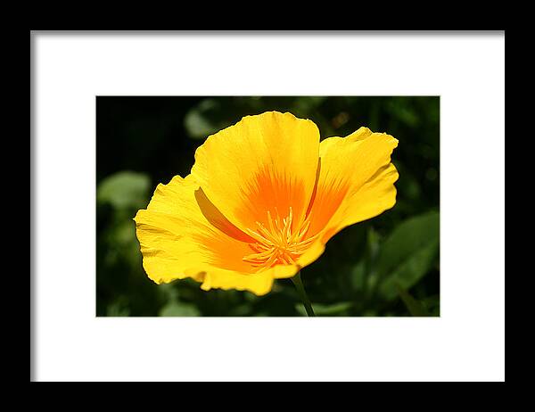 Background Framed Print featuring the photograph Yellow wild poppy by Emanuel Tanjala