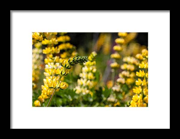 Yellow Framed Print featuring the photograph Yellow Wildflower Lupine by Dina Calvarese