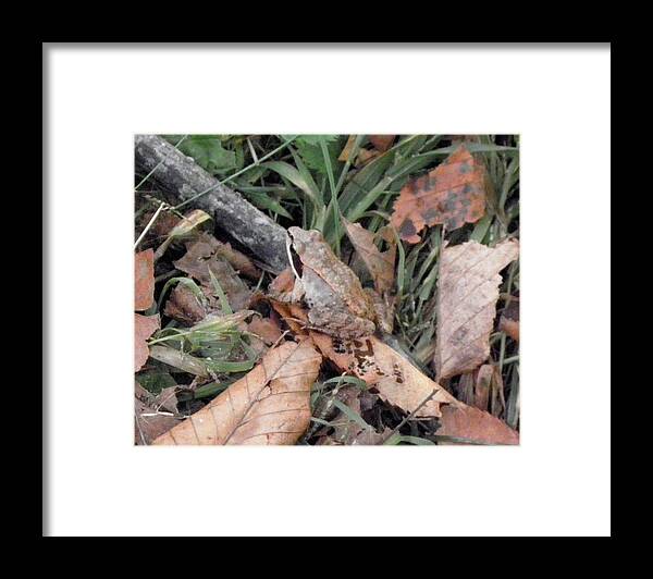 Frog Framed Print featuring the photograph yes I blend by Kim Galluzzo Wozniak