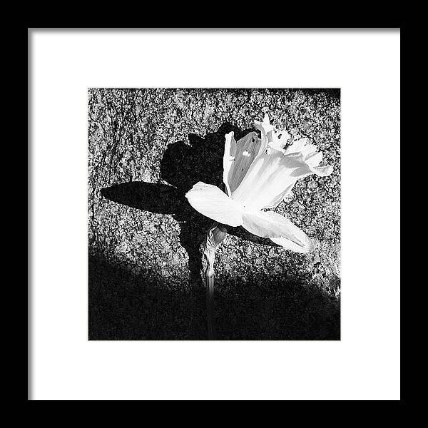Flower Framed Print featuring the photograph Yin Yang by Angela Josephine