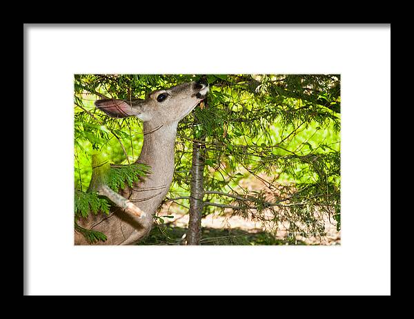 Animals Framed Print featuring the digital art Yosemite by Carol Ailles