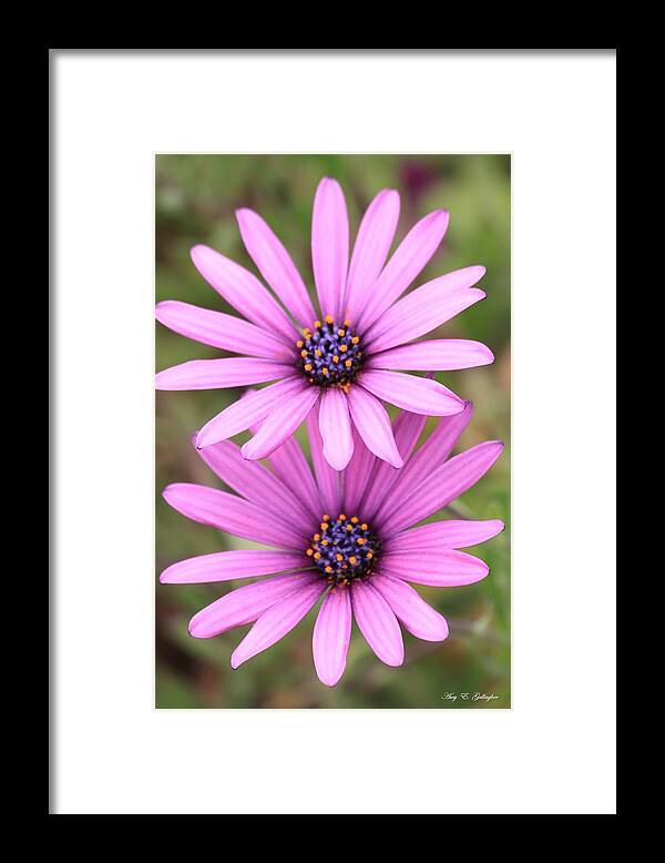 Daisy Framed Print featuring the photograph You and Me by Amy Gallagher