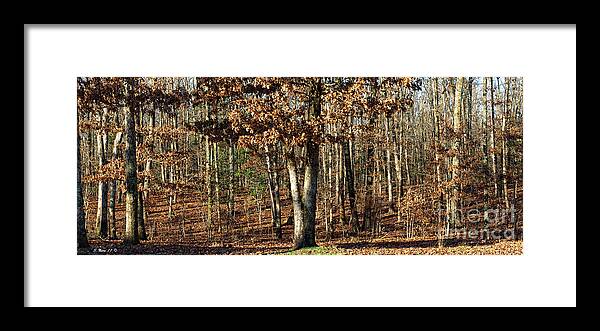 Trees Framed Print featuring the photograph You Can Dream by Shari Nees