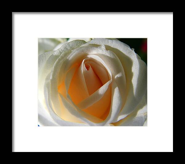 Floral Framed Print featuring the photograph You Light Up My Life by Judy Wanamaker
