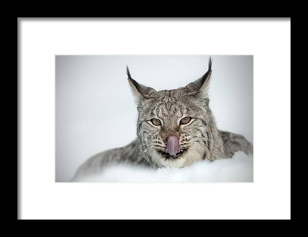 Animal Framed Print featuring the photograph You Look Tasty Mr Cameraman by Andy Astbury