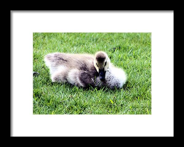 Goose Framed Print featuring the photograph You looking at me by Nick Gustafson