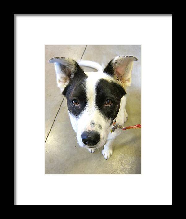 Mixed Breed Dog Framed Print featuring the photograph Young Black and White Dog by Kathryn Barry