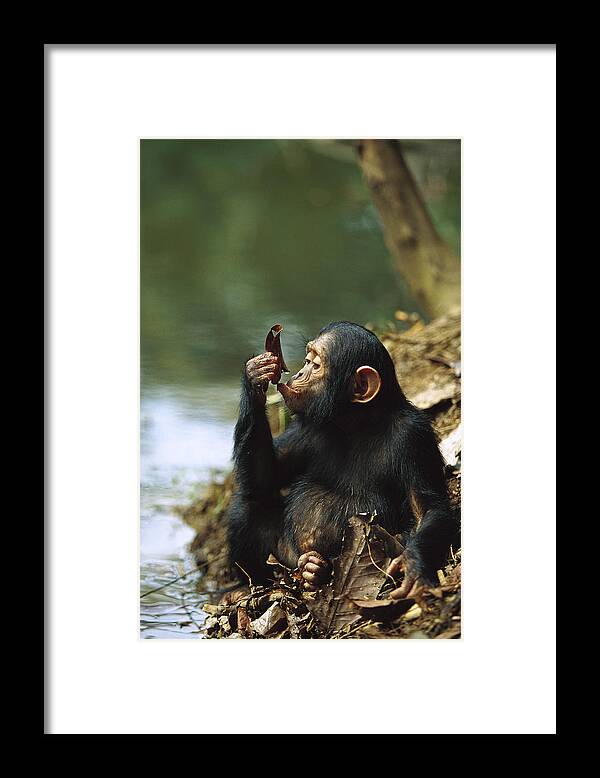 Mp Framed Print featuring the photograph Young Chimpanzee Using A Leaf to Drink by Cyril Ruoso