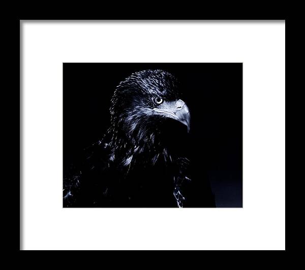 Eagle Framed Print featuring the photograph Young Eagle by Sandra Sigfusson