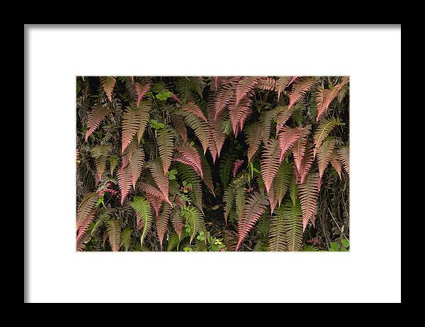 Mp Framed Print featuring the photograph Young Ferns In Temperate Forest, Ecuador by Murray Cooper