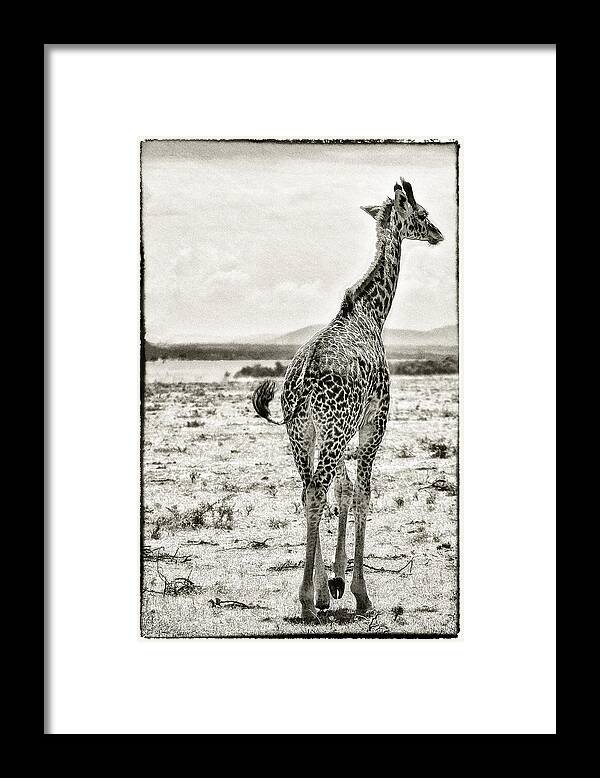 Africa Framed Print featuring the photograph Young Giraffe Strolling Around by Perla Copernik