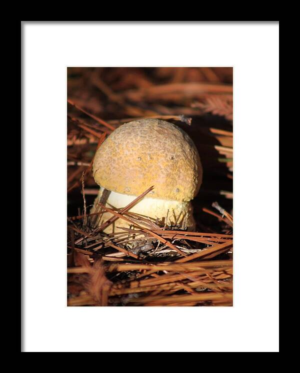 Young Golden Mushroom Framed Print featuring the photograph Young Mushroom Emerging by Jeanne Juhos