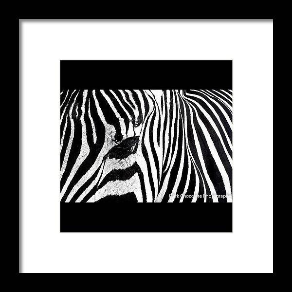 Beautiful Framed Print featuring the photograph Zebra Lines by Zachary Voo