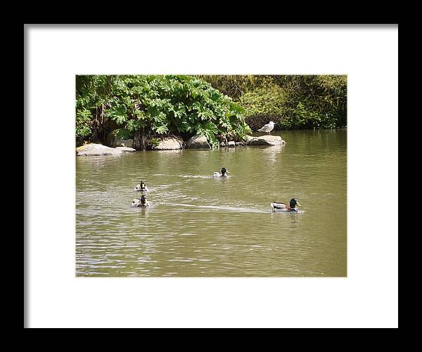Pond Framed Print featuring the photograph Zigzag by Hiroko Sakai