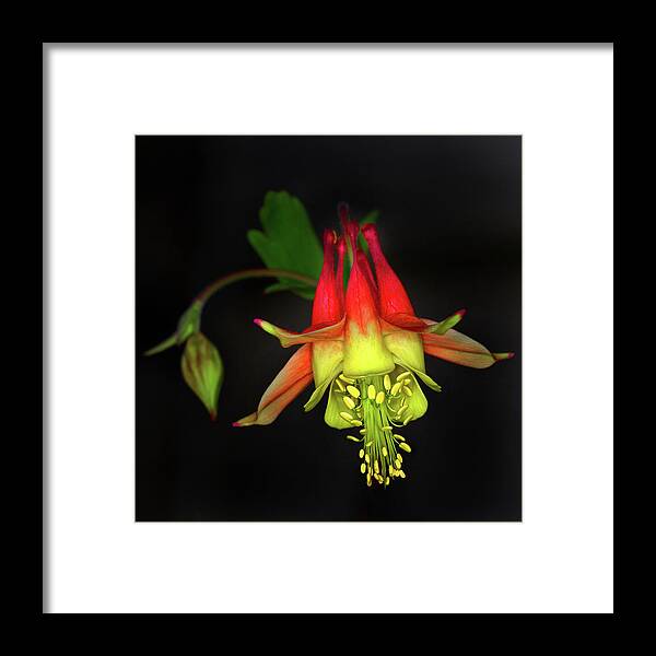 Colombine Framed Print featuring the photograph Columbine #2 by Jamieson Brown