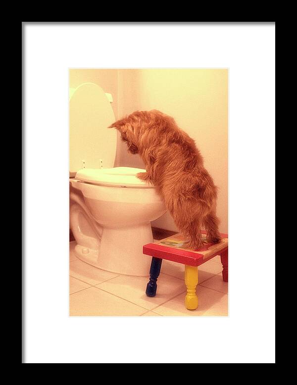 Norwich Terrier Staring Into A Toilet Framed Print featuring the photograph Doggy Potty Training Time by Susan Stone