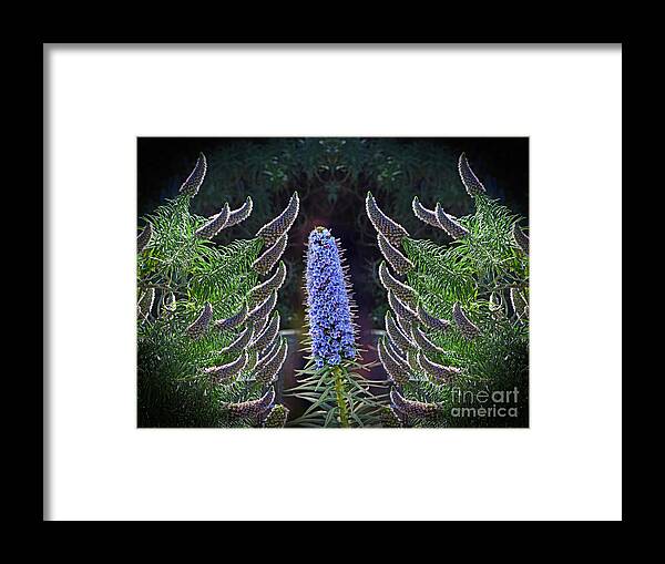 Jim Fitzpatrick Framed Print featuring the photograph Echium in Bloom by Jim Fitzpatrick