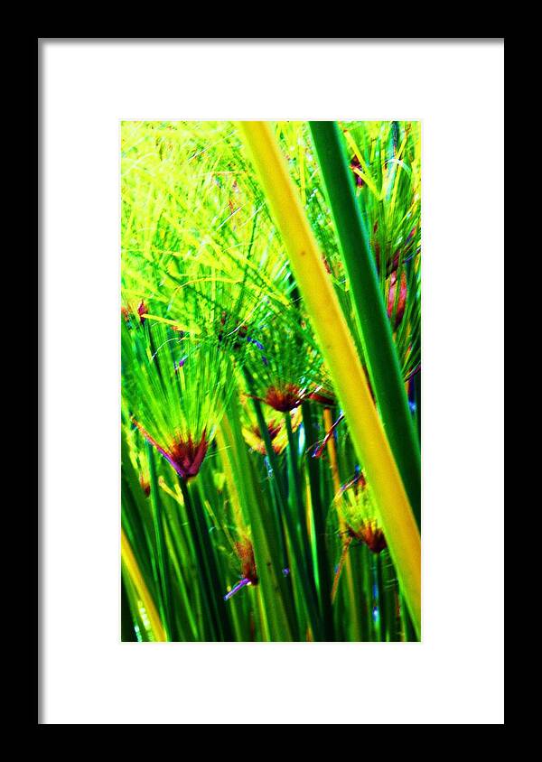 Plants Framed Print featuring the photograph Ever Green by Daniele Smith