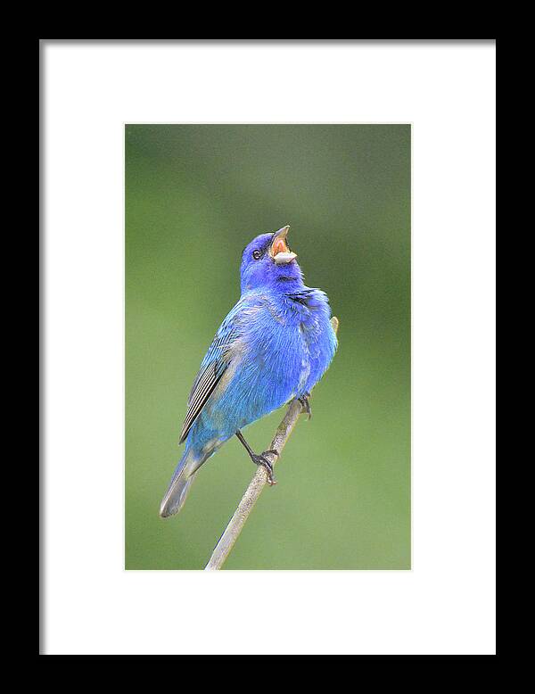 Bird Framed Print featuring the photograph Hear the Indigo Bunting Sing by Alan Lenk