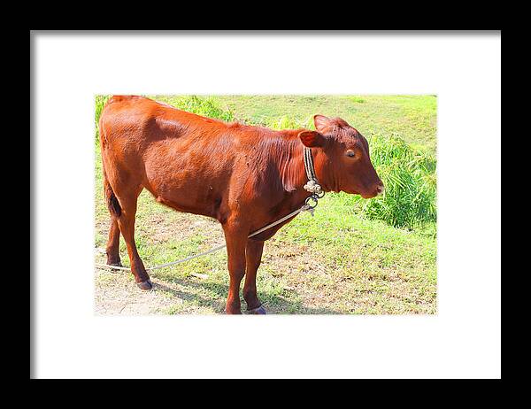 Cow Framed Print featuring the photograph Jamaican Cow by Debbie Levene