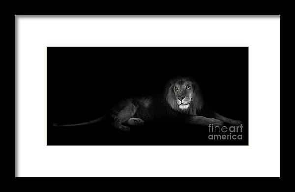 Lion Framed Print featuring the photograph Lion Portrait by Olga Hamilton