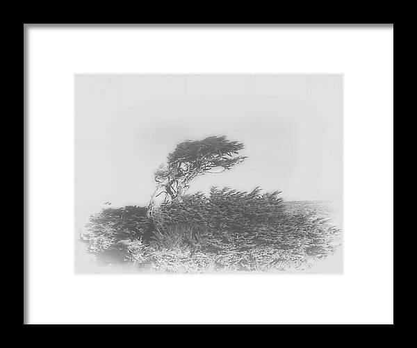 Wind Shaped Trees On The Coast Of Northern California Framed Print featuring the photograph Shaped By Nature by Michael Body
