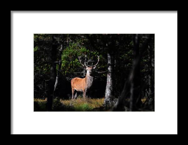  Stag In The Forest Framed Print featuring the photograph Stag In The Forest by Gavin Macrae