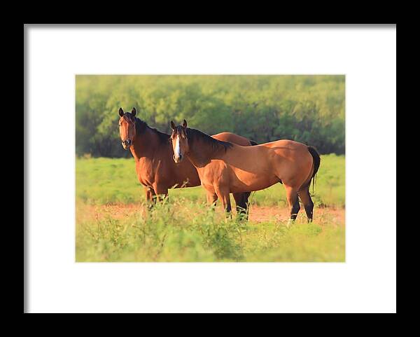 Horse Framed Print featuring the photograph Two Horses Watching by Elizabeth Budd