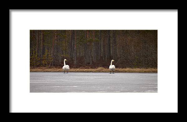 Lehtokukka Framed Print featuring the photograph Whooper swans by Jouko Lehto