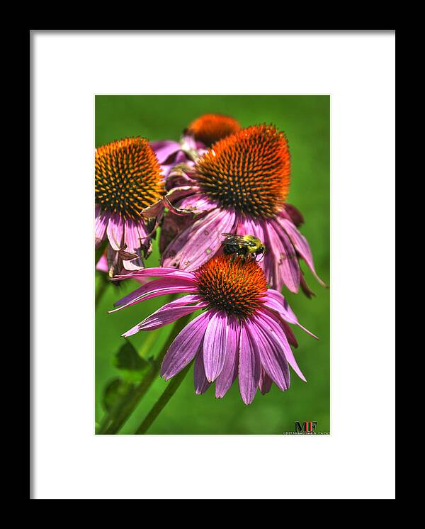 Buffalo Framed Print featuring the photograph 01 BEE and ECHINACEA by Michael Frank Jr