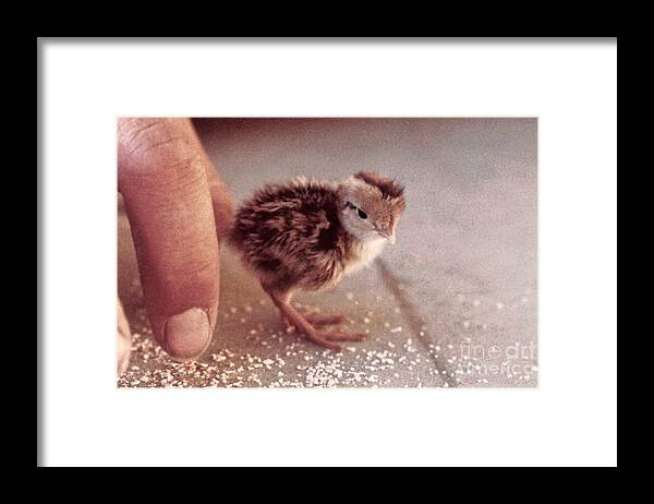 Chicks Framed Print featuring the photograph 02_contact With Nature by Christopher Plummer