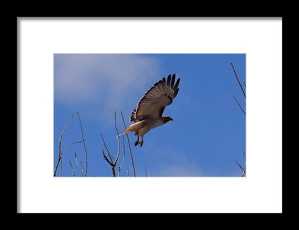Hawk Framed Print featuring the photograph Red Tail Hawk Female Tower Rd Denver #1 by Margarethe Binkley