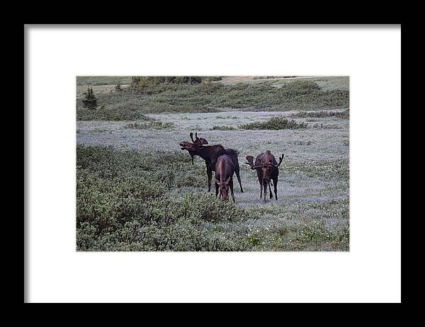 Moose Framed Print featuring the photograph Moose Cameron Pass CO by Margarethe Binkley