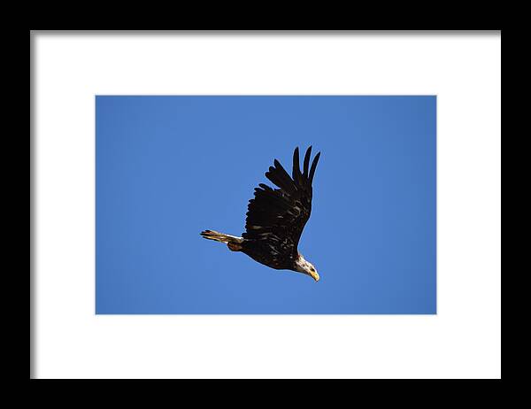 Bald Eagle Juvenile Framed Print featuring the photograph Bald Eagle Juvenile Burgess Res CO by Margarethe Binkley