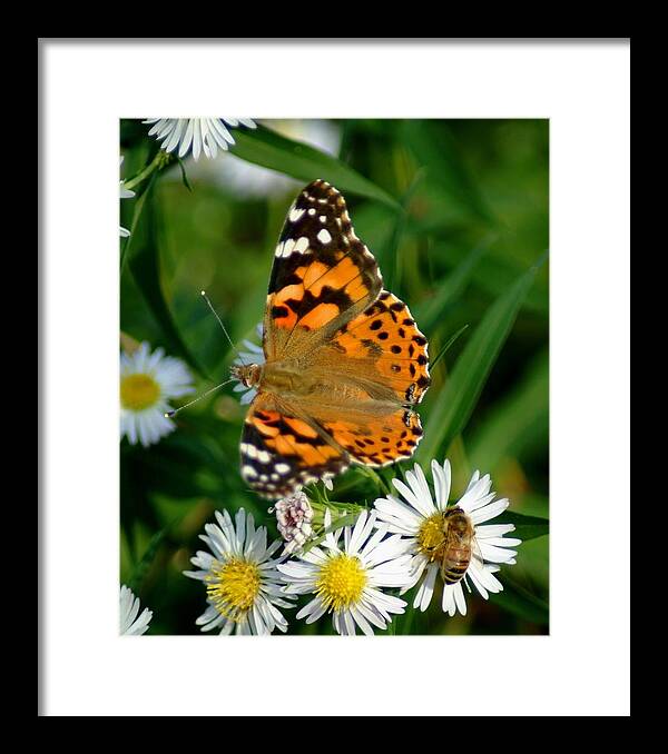 Butterfly Framed Print featuring the photograph 092209-133  Seperate Tables by Mike Davis
