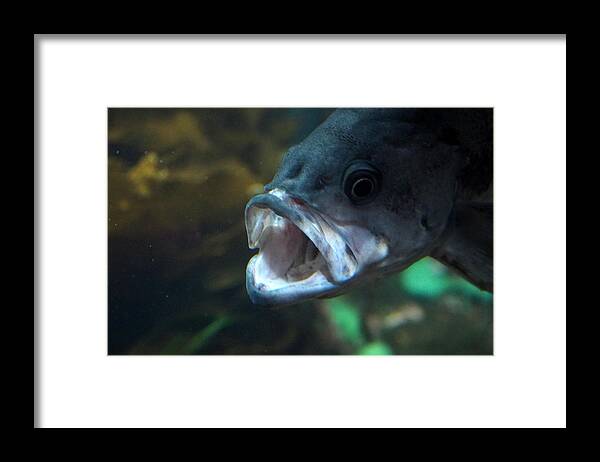 Vancouver Aquarium Framed Print featuring the photograph 20-01-17 #1 by Darrell MacIver