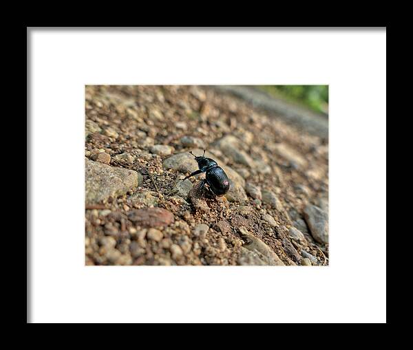 Area For Recreation Framed Print featuring the photograph A Insect Named Bracken Clock With Brown Wings #1 by Gina Koch