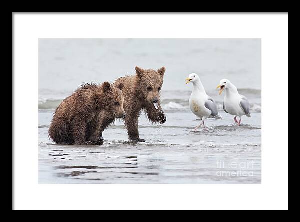 Grizzly Framed Print featuring the photograph A Noisy Challenge by Richard Garvey-Williams