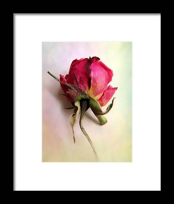Flowers Framed Print featuring the photograph A Single Rose by Jessica Jenney