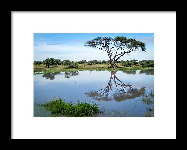 1 Pid Color Open Framed Print featuring the photograph Acacia Tree Reflection #1 by Gregory Daley MPSA