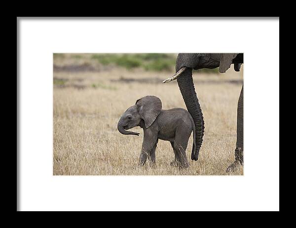00784040 Framed Print featuring the photograph African Elephant Mother And Under 3 by Suzi Eszterhas