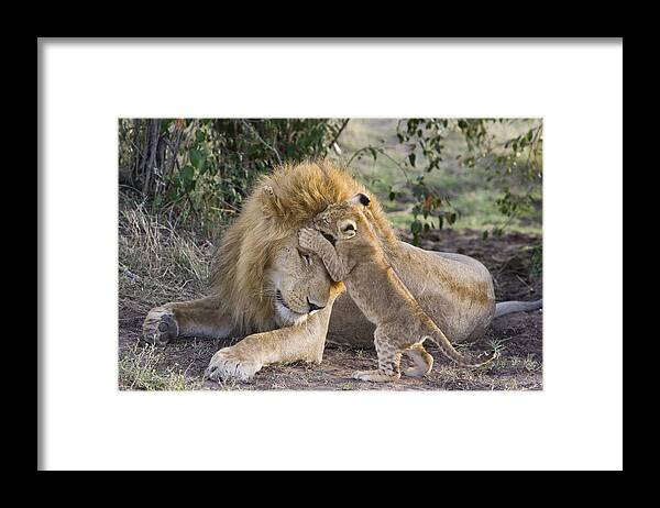 00761329 Framed Print featuring the photograph African Lion Cub Playing With Adult by Suzi Eszterhas