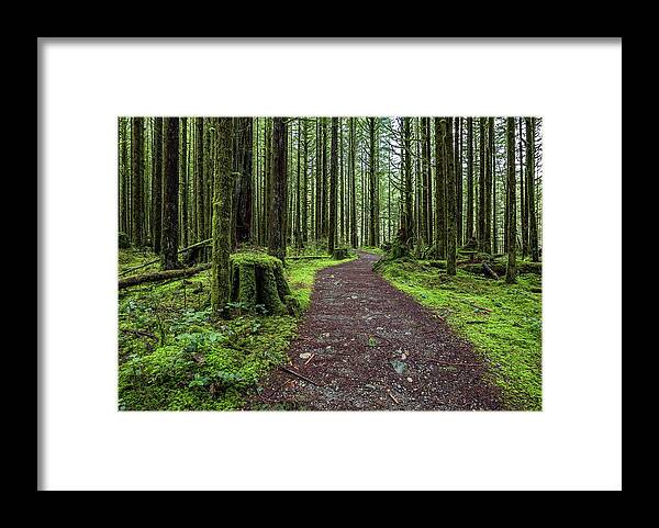 Alex Lyubar Framed Print featuring the photograph All covered with green moss magic forest by Alex Lyubar