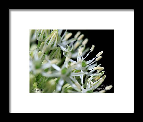 Mccombie Framed Print featuring the photograph Allium named Mount Everest #4 by J McCombie