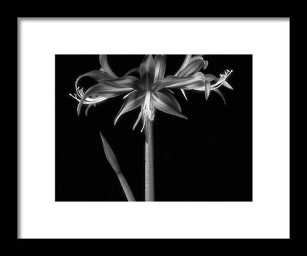 Flower Framed Print featuring the photograph Amaryllis 'quito' by Ann Jacobson