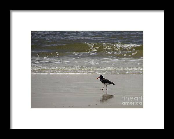 Bird Framed Print featuring the photograph American Oystercatcher No.1 #1 by Scott Evers