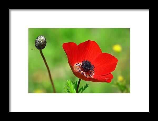 Anemone Framed Print featuring the photograph Anemone #1 by Yuri Peress