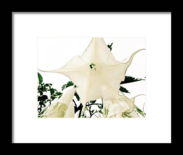 Flower Framed Print featuring the photograph Angel's Flower #1 by Cesar Vieira